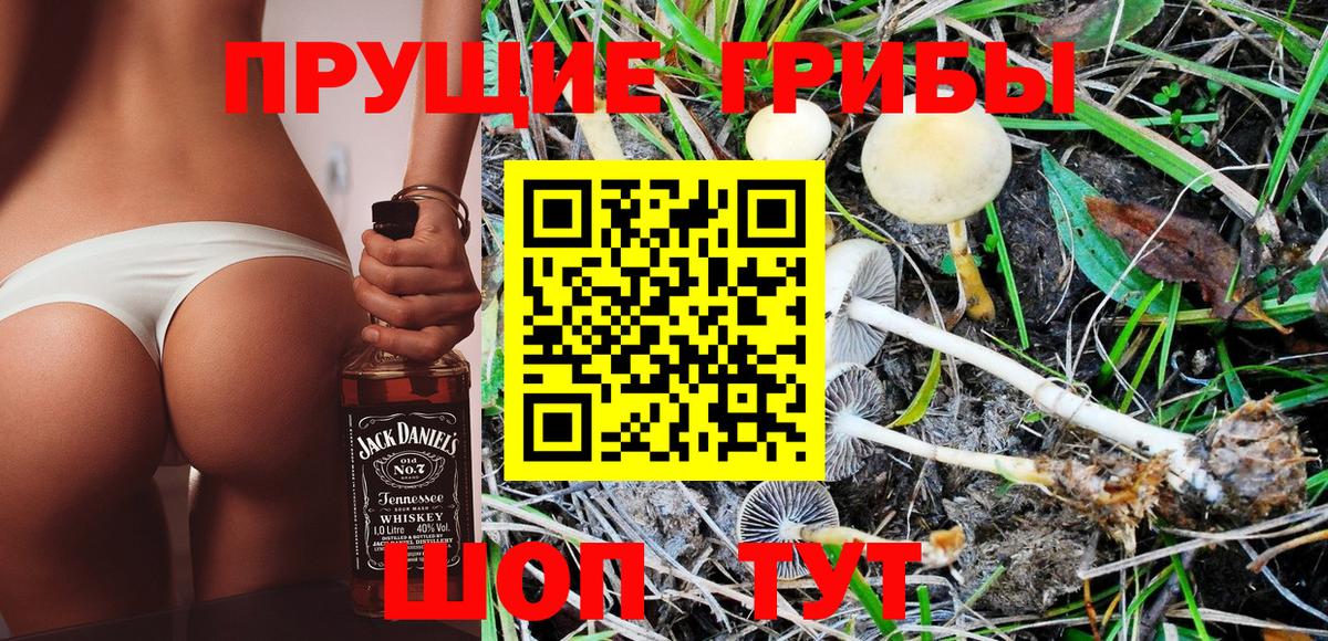 Псилоцибиновые грибы GOLDEN TEACHER  магазин продажи   Балтийск  Псилоцибиновые грибы GOLDEN TEACHER 